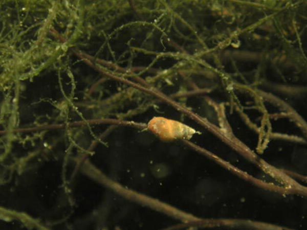 Hydrobia ulvae